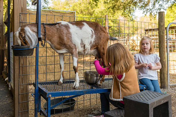 istock Young Girl Milking Goat 476269913