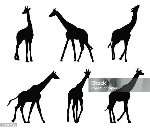 Ensemble De Différentes Silhouettes Noires Des Girafes Vecteurs libres de droits et plus d'images vectorielles de Girafe