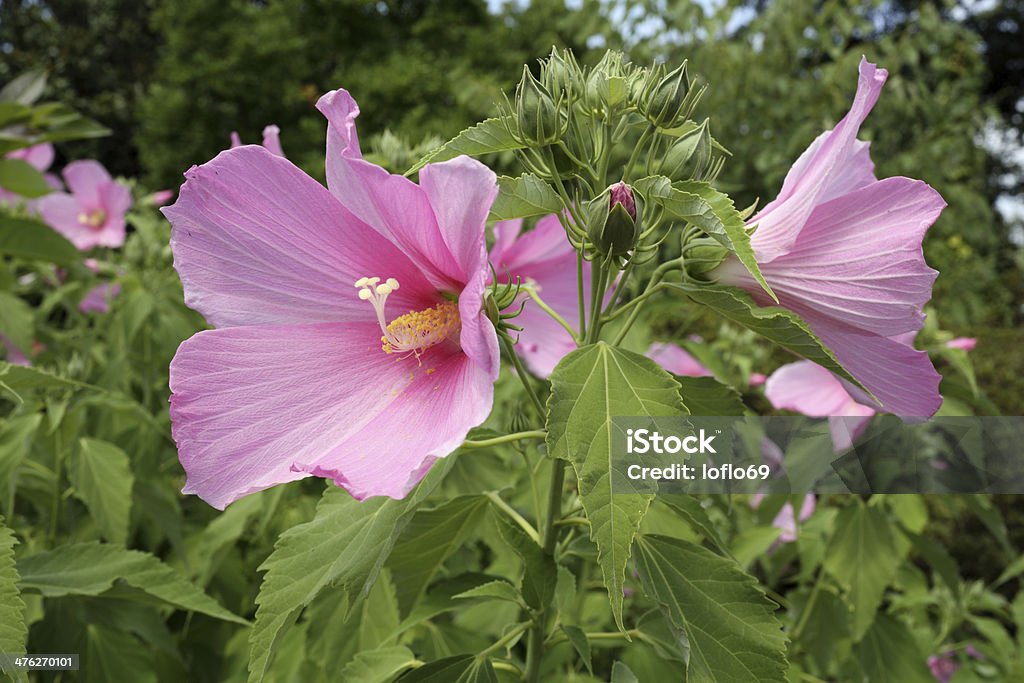 Hibiscus moscheutos Details of a beautiful pink hibiscus in garden. Bud Stock Photo
