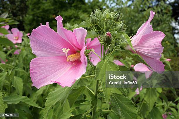 Hibiscus Moscheutos Stock Photo - Download Image Now - Bud, Bush, Flower