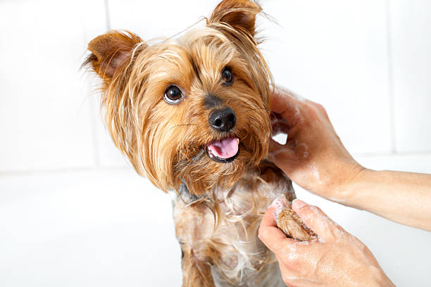 Hands washing yorkshire dog. Close up of female hands washing small yorkshire dog. dog grooming stock pictures, royalty-free photos & images