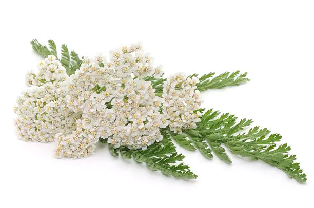 yarrow closeup - isolated on a white background