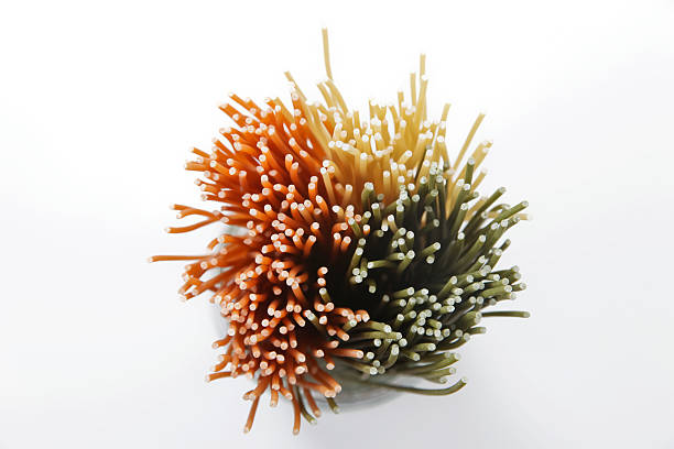 spaghetti design