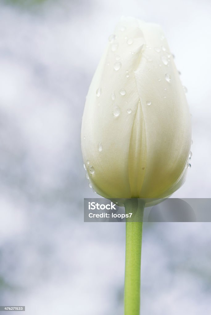 Tulipa - Foto de stock de Beleza royalty-free