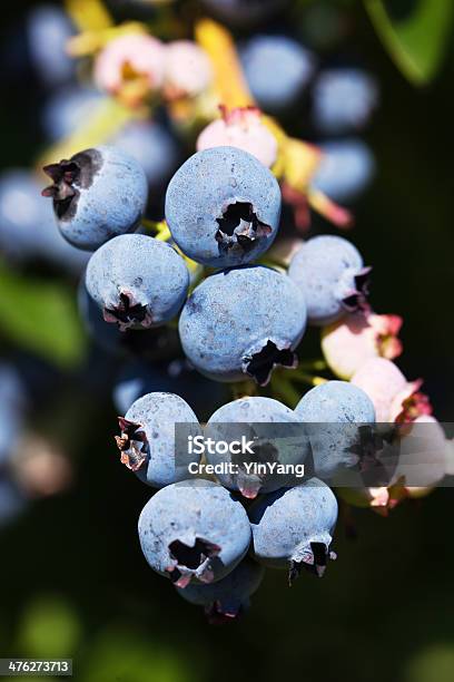 Photo libre de droit de Rippened Myrtilles Sur La Vigne Gros Plan banque d'images et plus d'images libres de droit de En botte ou en grappe - En botte ou en grappe, Feuille, Myrtille américaine