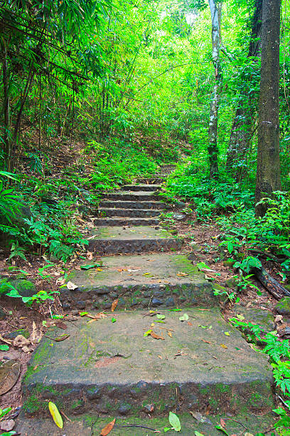 istock Tropical trail in dense rainforest self-guided trails thailand 476273929