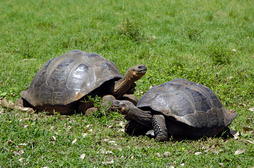 Giant tortoises on the Galapagos Islands, taking a bath