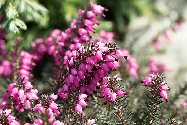istock Macro of small purple heather blossoms 476274672