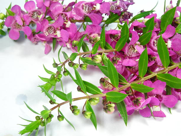 istock Pink lavender flowers 476274728