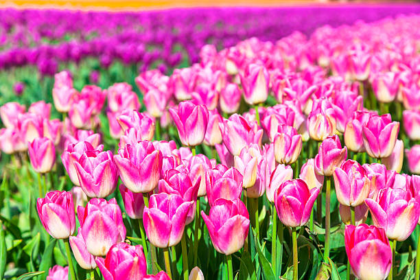 istock Beautiful tulips in park,Netherlands 476275270