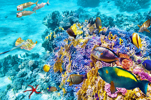 istock Underwater world with corals and tropical fish. 476275518