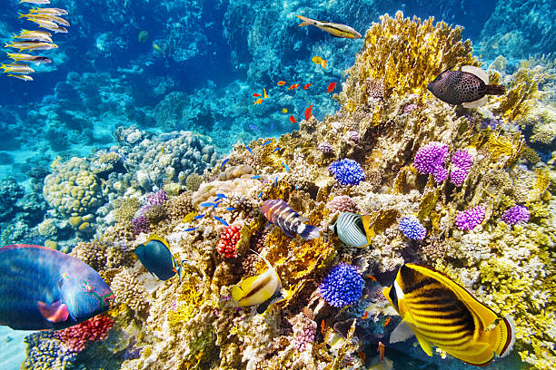 istock Underwater world with corals and tropical fish. 476275522