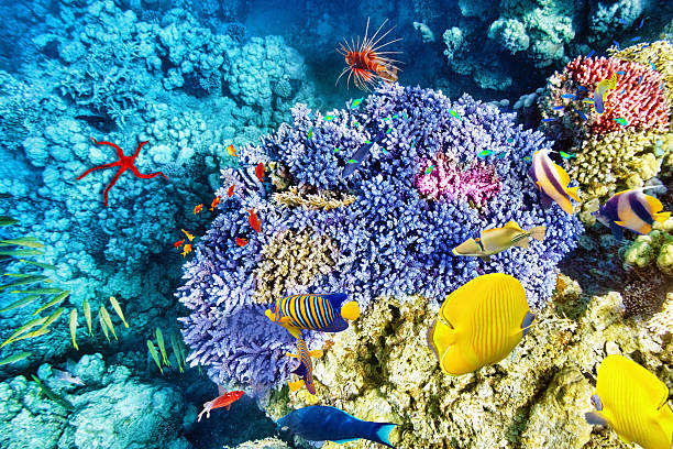 istock Underwater world with corals and tropical fish. 476275526