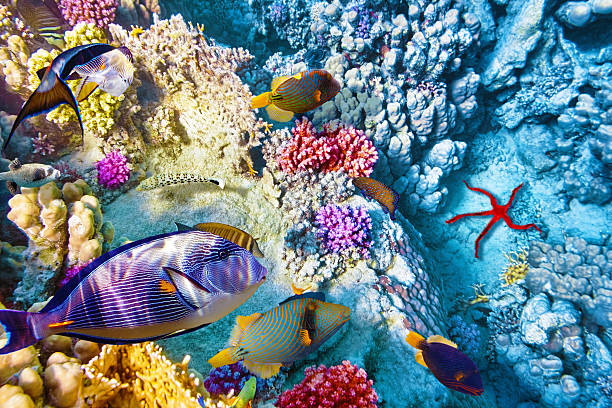 istock Underwater world with corals and tropical fish. 476275530
