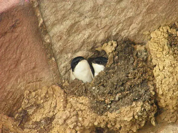 A photograph of Swifts which had made their nests in the recesses of the old buildings in the town of Kaiserburg, Germany.