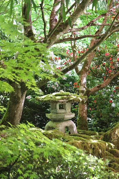 Photo showing a beautiful snow lantern that is part of a mature Japanese garden, being photographed alongside green maples (acer palmatum varieties) and azaleas (small rhododendrons) with red flowers in the spring.  Although this weathered Japanese snow lantern appears to be made of granite, it is actually just cast from reconstituted stone / concrete in a mould.
