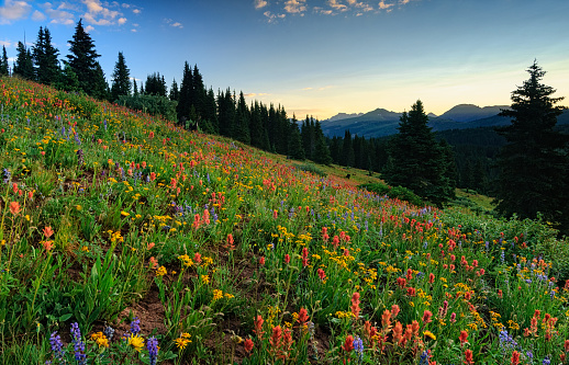 Wildflowers come out during the spring in Colorado, and these flowers include Lupin, Indian Paintbrush, and more.