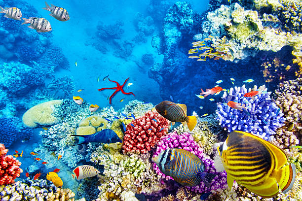Underwater world with corals and tropical fish. Wonderful and beautiful underwater world with corals and tropical fish. trimma okinawae stock pictures, royalty-free photos & images