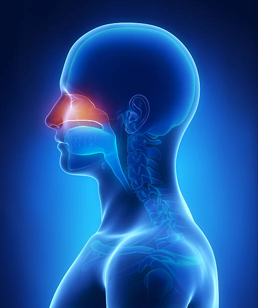 cavidad nasal - salivary gland fotografías e imágenes de stock