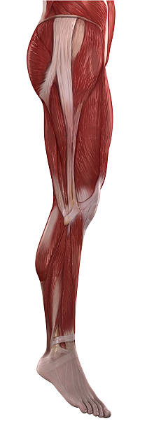 anatomía aislado los músculos de las piernas - aductor grande fotografías e imágenes de stock