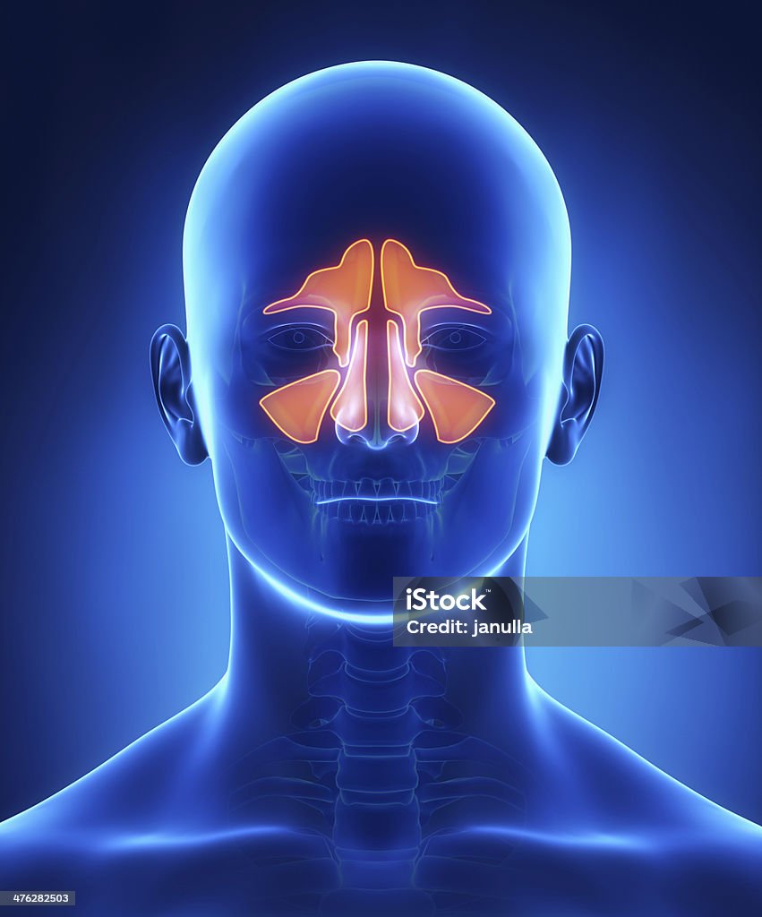 Sinuses anatomy frontal view Sinuses anatomy in 3D Paranasal Sinus Stock Photo