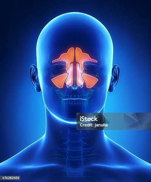 Sinuses Anatomy Frontal View Stock Photo - Download Image Now - Paranasal Sinus, Anatomy, Women