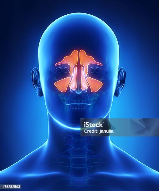 Foto de Sinuses Anatomia Vista Frontal e mais fotos de stock de Seio Paranasal - Seio Paranasal, Anatomia, Mulheres