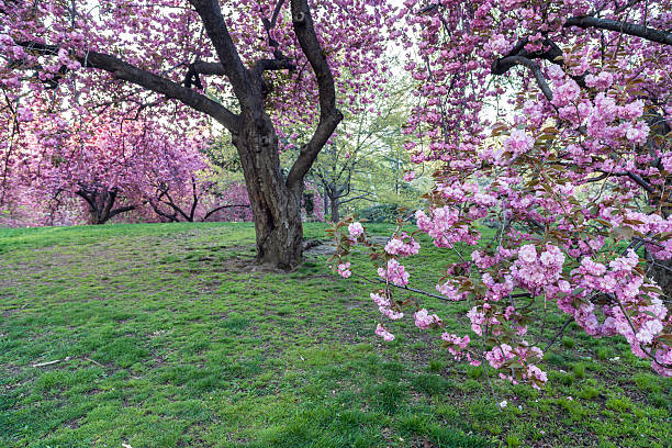istock Prunus serrulata or Japanese Cherry 476282574