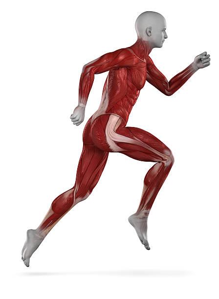 istock Runner muscle anatomy isolated 476282617