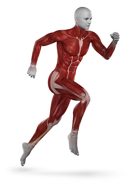 istock Runner muscle anatomy isolated 476282655