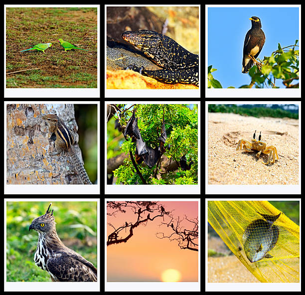 Sri Lanka Stock Photo - Download Image Now - 2015, Animal Themes, Animal  Wildlife - iStock