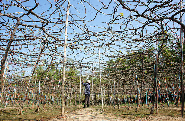 Phan Rang, Vietnam - January 24, 2014: People care vine at vine garden, he working under frame that shed leave, branch of creeper make interlace network, Phan Rang is vine growing region, Viet Nam, Jan 24, 2014