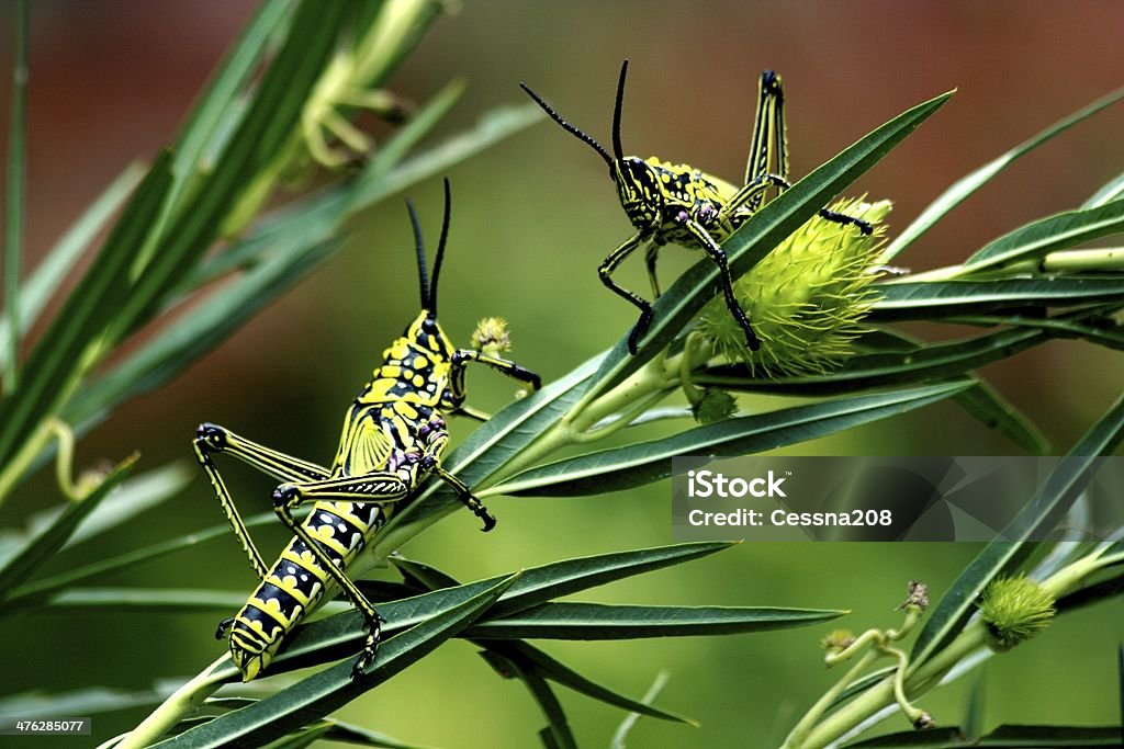 grasshoppers - Стоковые фото Без людей роялти-фри