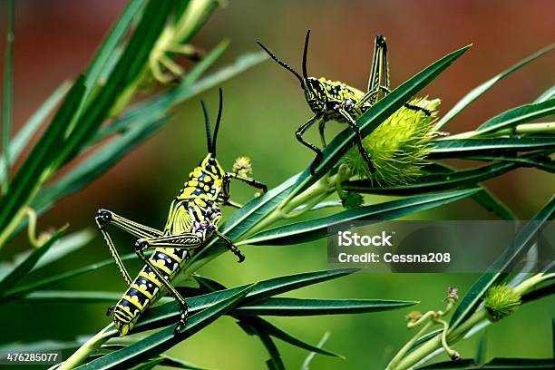 Grasshoppers — стоковые фотографии и другие картинки Без людей - Без людей, Горизонтальный, Жёлтый