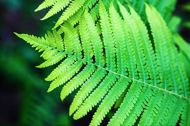 istock Leaf of fern 476285214