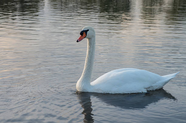 istock swan in the pond 476286044
