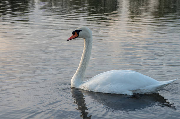 istock swan in the pond 476286048