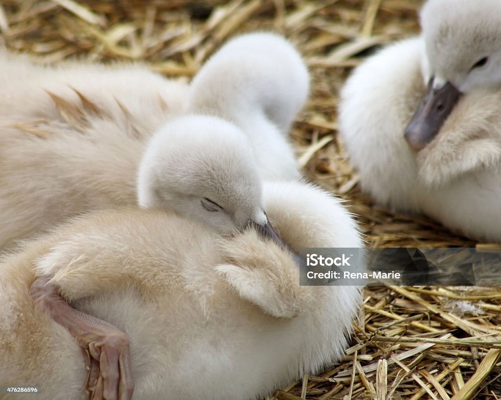 Adorable 5 day old baby Mute swans nestled together Adorable 5 day old baby Mute swans nestled together cozy and content 2015 Stock Photo