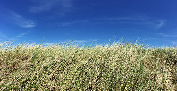 istock Marram grass in front of bright blue sky 476287098