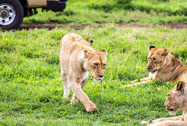 istock Safari Lion watching ,Tanzania 476288679