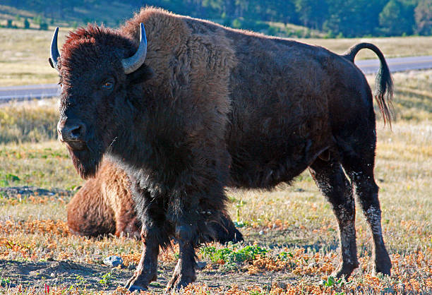 istock Bison Buffalo in Wind Cave National Park standing his ground 476291138