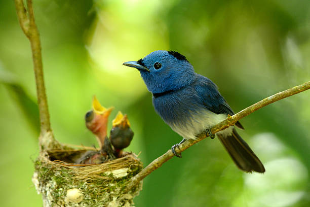 istock male black-nape monarch 476294551