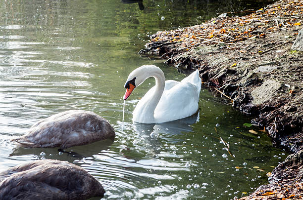 White swan in a pond at city park