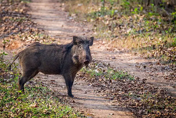 Indian wild boar a wild mammal is found profusely in all tropical countries. They form main prey base of Carnivores like tigers and leopards. They are menace to the villagers living in forest fringe areas as they cause substantial loss to them by raiding crops.