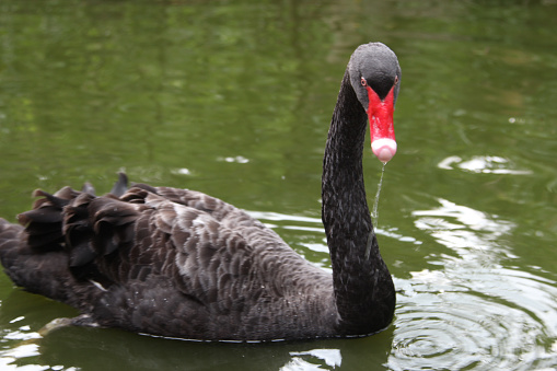 Black Swan front look. 