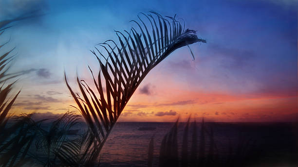 istock Digital art, paint effect, Silhouette Palm tree, multicolor Dominican sunset 476298640