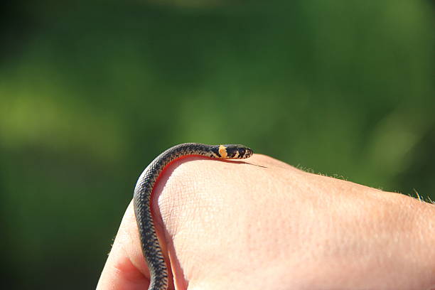 istock little grass-snake on the hand 476298894