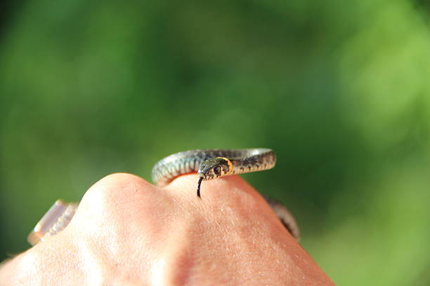 istock little grass-snake on the hand 476298896