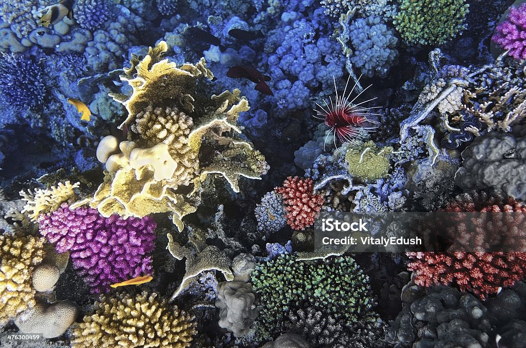 Korallen und Fische im Roten Meer. Ägypten, Afrika. - Lizenzfrei Aquatisches Lebewesen Stock-Foto