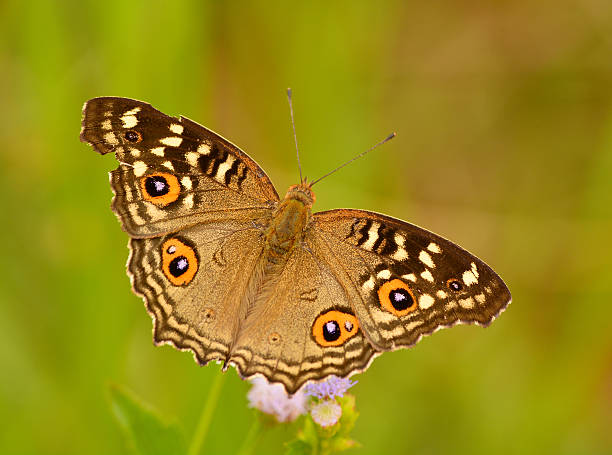 istock Beautiful butterfly on flower, in Thailand. 476300527
